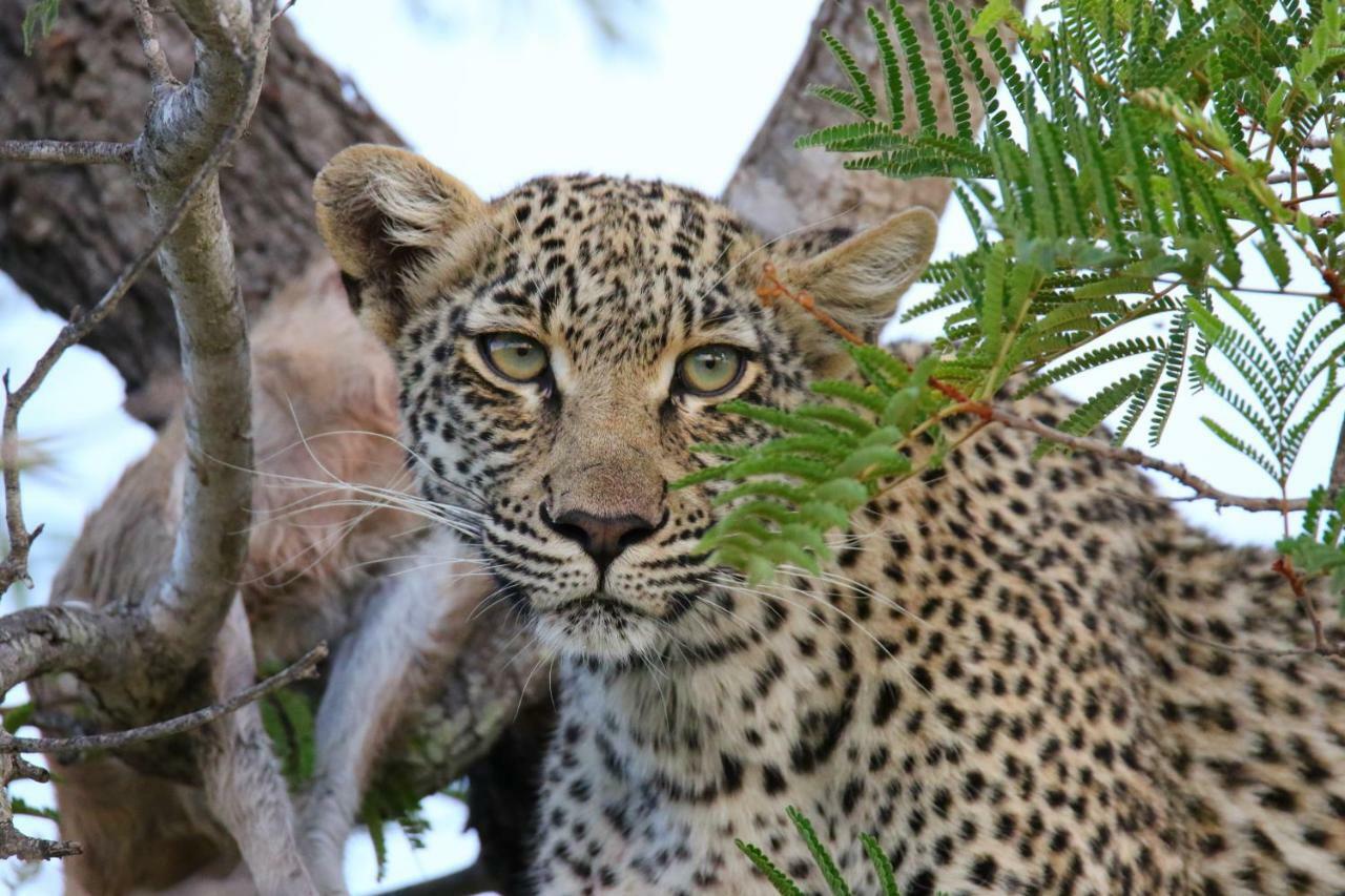 Parsons Hilltop Safari Camp Balule Game Reserve Exterior photo