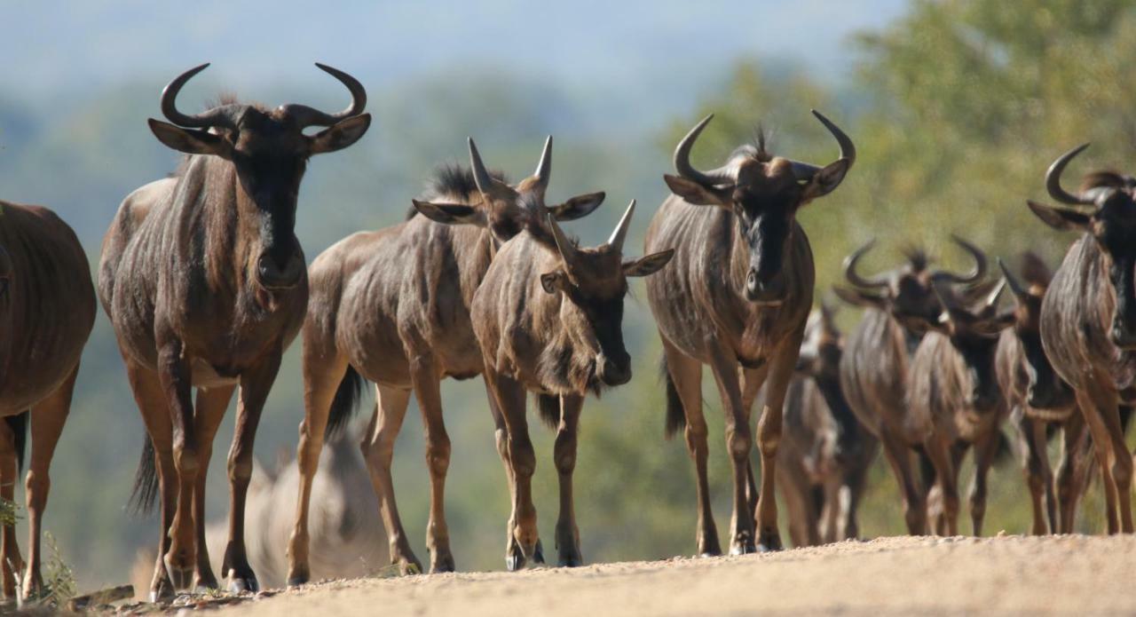 Parsons Hilltop Safari Camp Balule Game Reserve Exterior photo